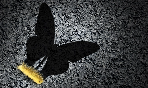 Yellow caterpillar casting a large butterfly-shaped shadow on a textured surface.