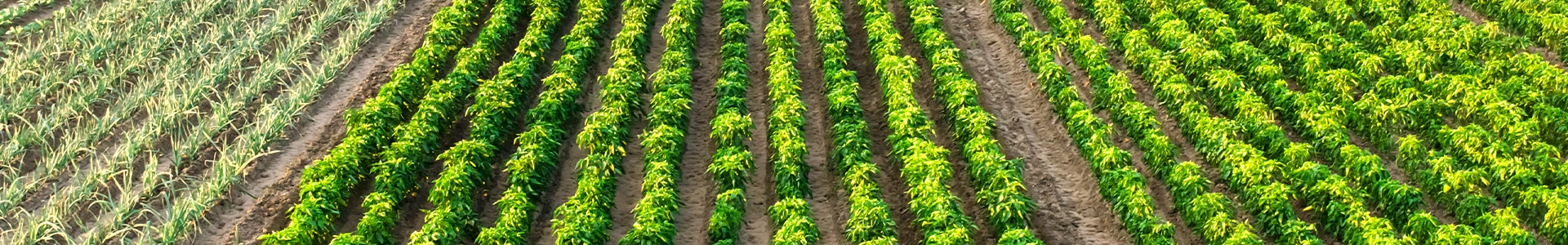 Aerial view of rows of green crops growing in neatly aligned fields.