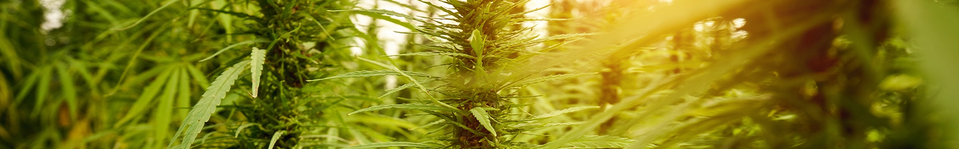 Close-up of cannabis plants growing in a sunlit field.