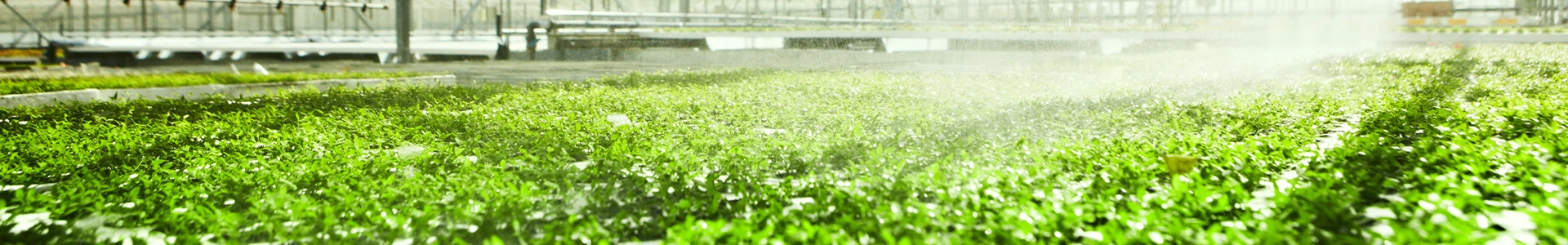 Greenhouse interior with rows of young green plants being watered by overhead misting systems.