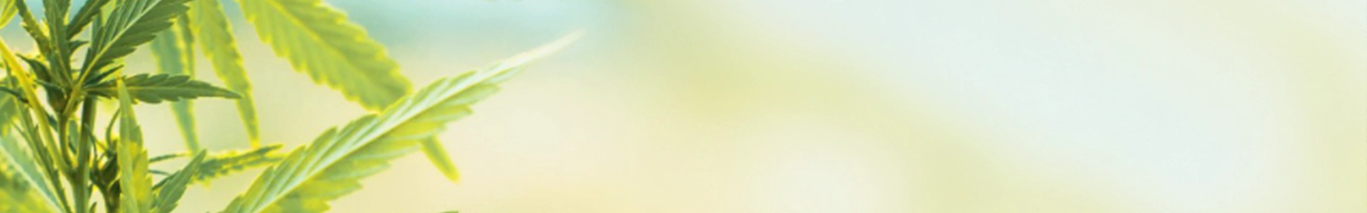 Close-up of green cannabis leaves with soft natural light and a blurred yellow background.