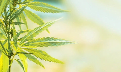 House Appropriations Committee Advances Potential Ban on Hemp-Derived Products